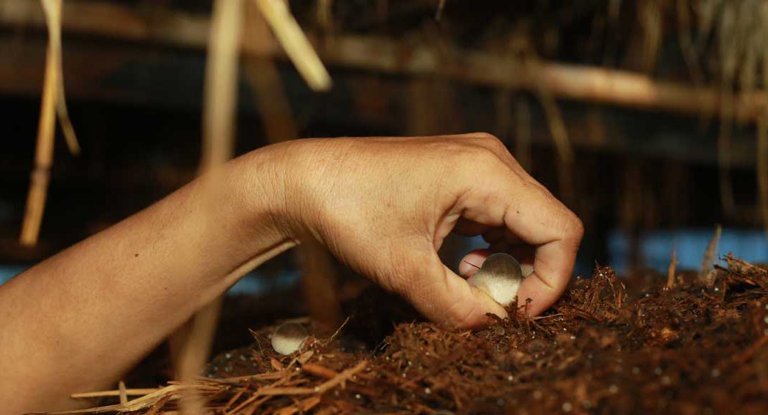Mushrooms, Migration, & Opportunities